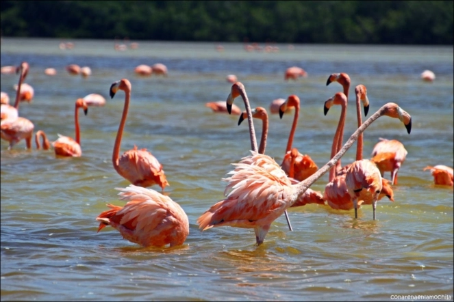 День 8. День релаксу в готелі Chable Yucatan