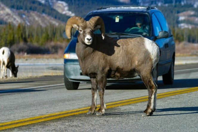 День 5. Айсфилд Парквей